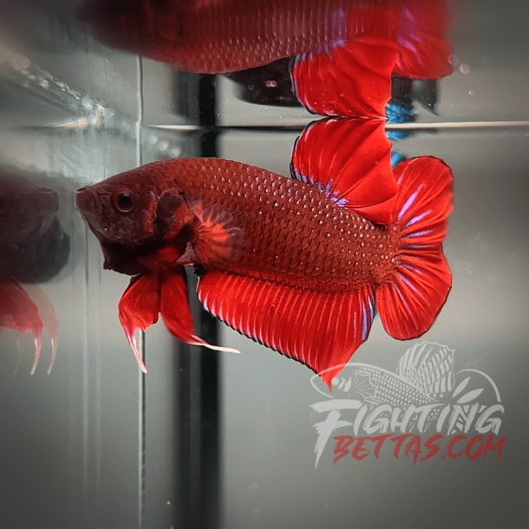 Fire Bagan API BA2#4 Imported Indo Bloodline Betta Plakat