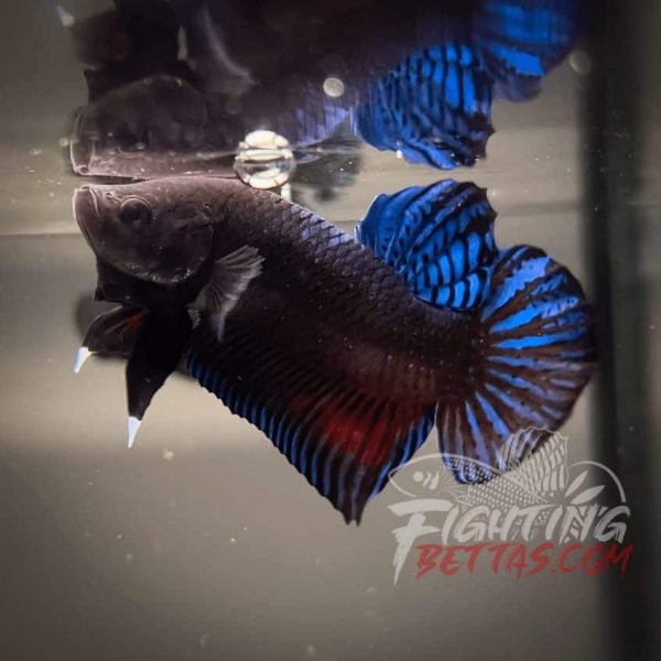 Medan Super ”MDS” 4#1 Imported Indo Bloodline Betta Plakat