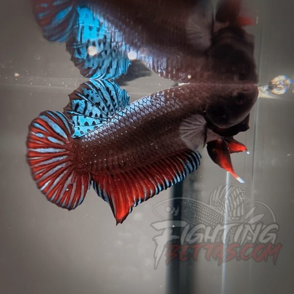 Sakai Top Fighter D122#3 Imported Thai Bloodline Betta Plakat