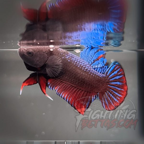 Sakai Top Fighter D122#1 Imported Thai Bloodline Betta Plakat