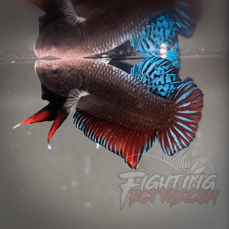 Sakai Top Fighter D122#3 Imported Thai Bloodline Betta Plakat