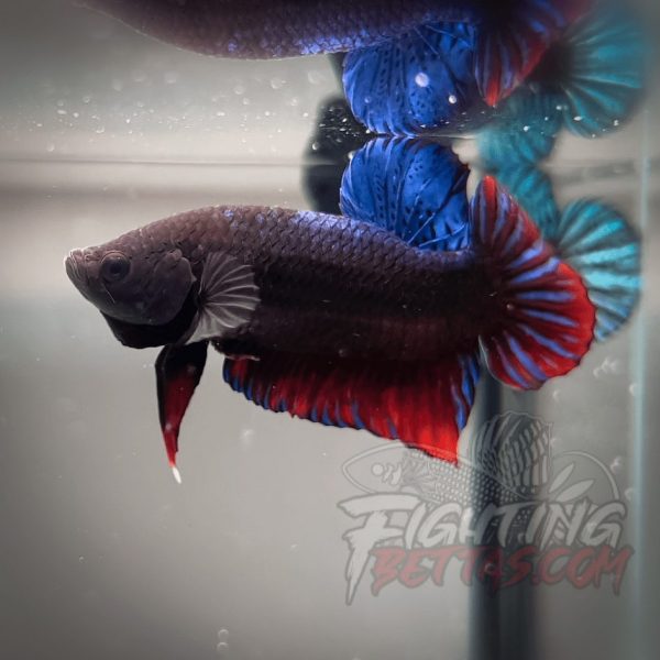 Spartan Series Ultimate Fighter SP1#6 Thai Bloodline Betta Plakat