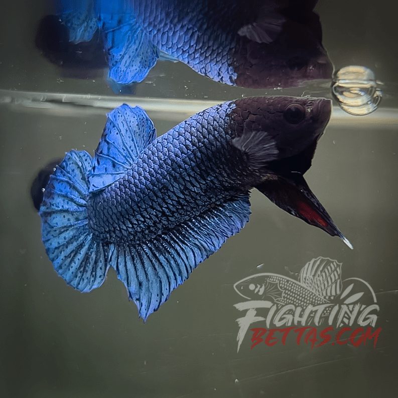 Phantom Series PH#7 Imported Thai Bloodline Betta Plakat