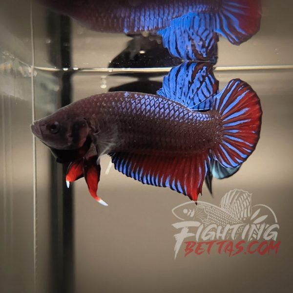 Medan Super ”MDS” 4#2 Imported Indo Bloodline Betta Plakat