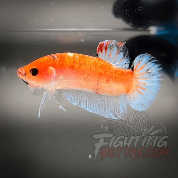 Sakai “GHOST” Fighter SG10#9 Thai Bloodline Betta Plakat