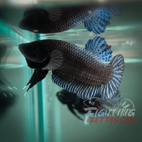 Phantom Series PH#1 Imported Thai Bloodline Betta Plakat