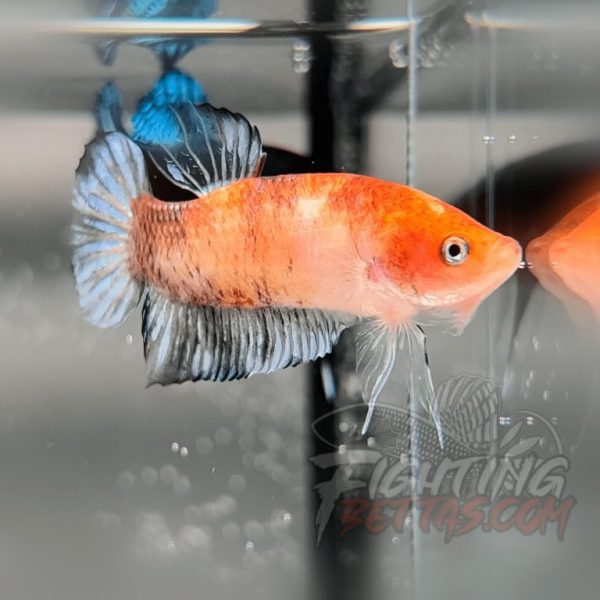 Sakai “GHOST” Fighter SG10#1 Thai Bloodline Betta Plakat