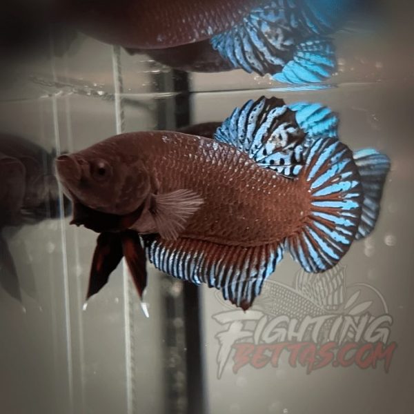 Phantom Series V4#9 Imported Thai Bloodline Betta Plakat