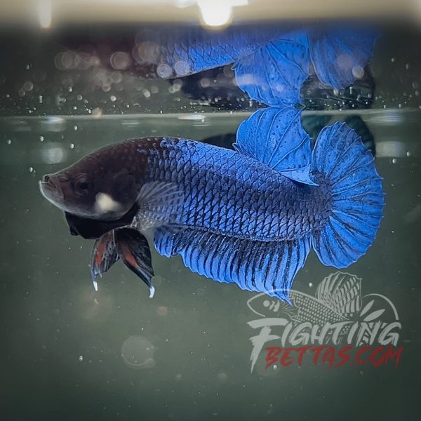 Hades Series Fighter HS6#11 Imported Thai Bloodline Betta Plakat
