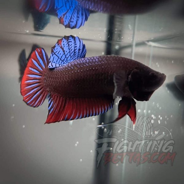 Spartan Series Ultimate Fighter SP1#5 Thai Bloodline Betta Plakat