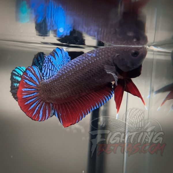 Spartan Series Ultimate Fighter SP1#1 Thai Bloodline Betta Plakat