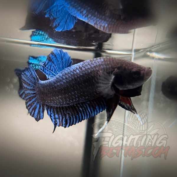 Hades Series Fighter HS6#5 Imported Thai Bloodline Betta Plakat