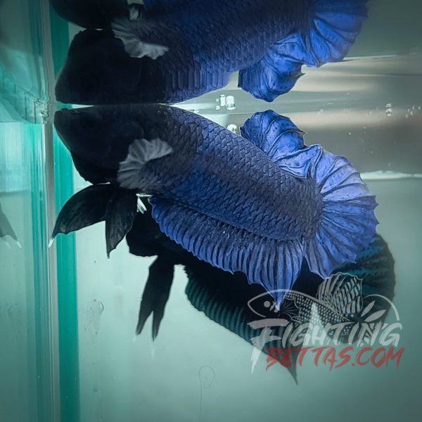 Hades Series Fighter HS6#13 Imported Thai Bloodline Betta Plakat