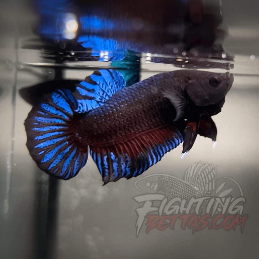 Hades Series Fighter HS6#9 Imported Thai Bloodline Betta Plakat