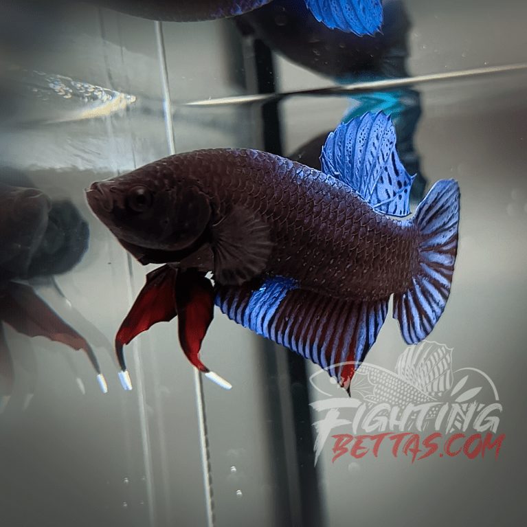 Sakai Top Fighter D122#5 Imported Thai Bloodline Betta Plakat