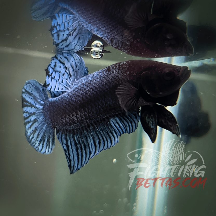Vietnam - Cambodia VC#1 Imported Thai Bloodline Betta Plakat