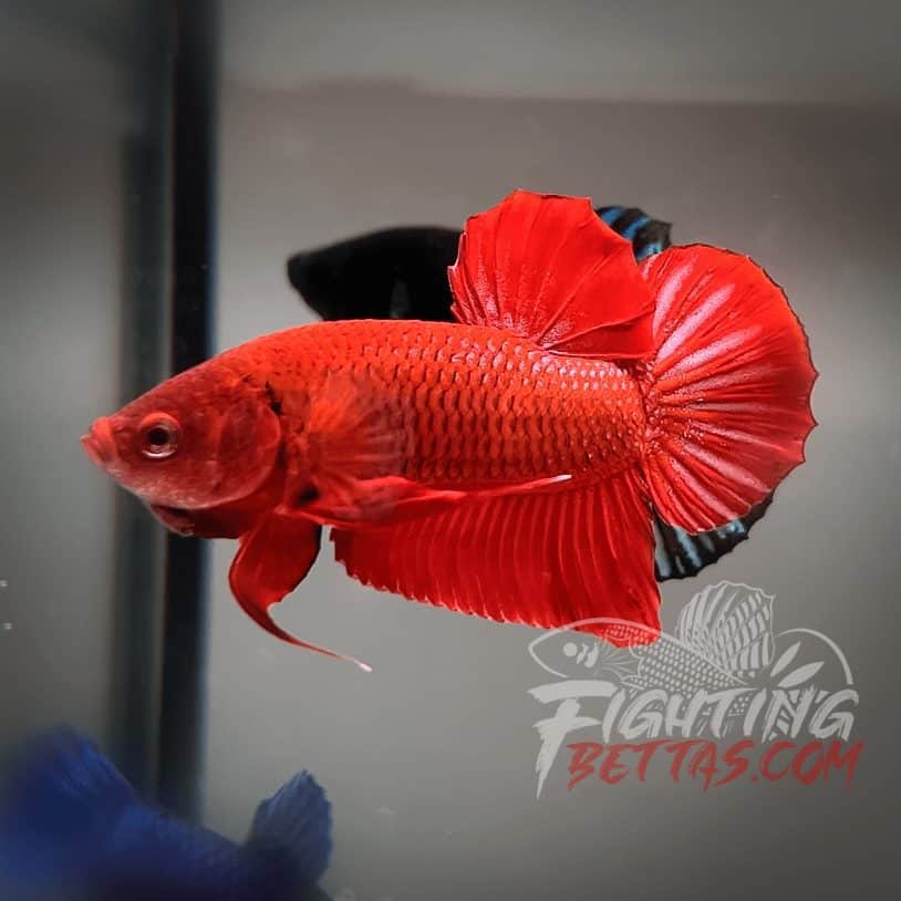 Fire Bagan API BA2#3 Imported Indo Bloodline Betta Plakat