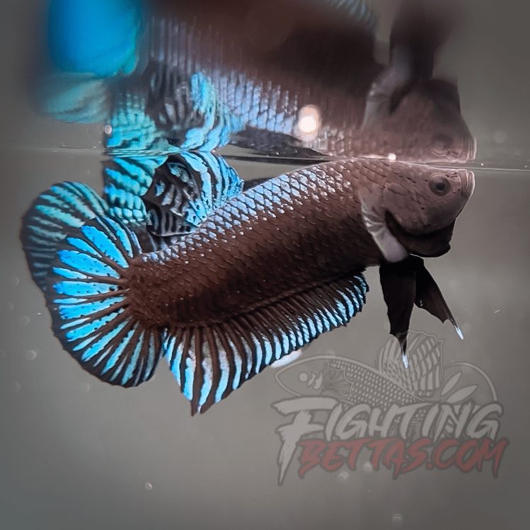 Phantom Series V4#10 Imported Thai Bloodline Betta Plakat