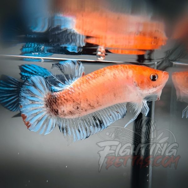 Sakai “GHOST” Fighter SG10#8 Thai Bloodline Betta Plakat