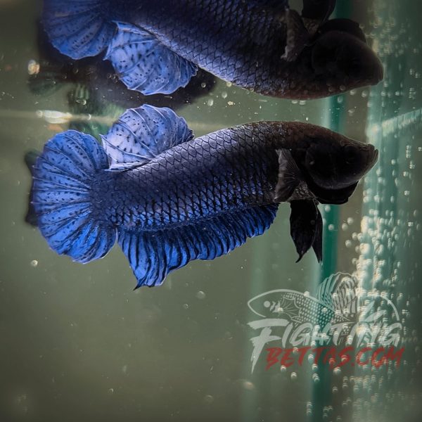 Hades Series Fighter HS6#12 Imported Thai Bloodline Betta Plakat