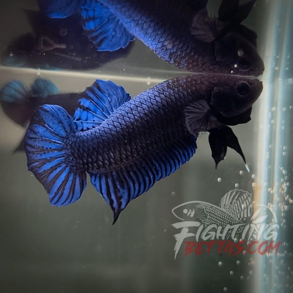Hades Series Fighter HS6#17 Imported Thai Bloodline Betta Plakat