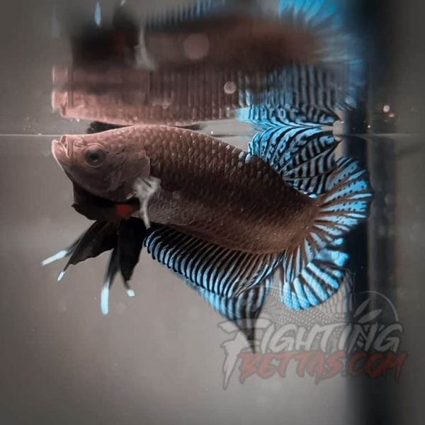 Phantom Series V4#11 Imported Thai Bloodline Betta Plakat