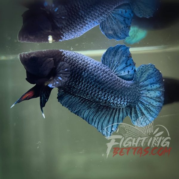 Phantom Series PH#7 Imported Thai Bloodline Betta Plakat