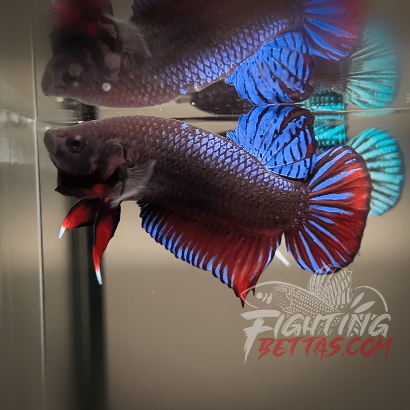 Medan Super ”MDS” 4#2 Imported Indo Bloodline Betta Plakat