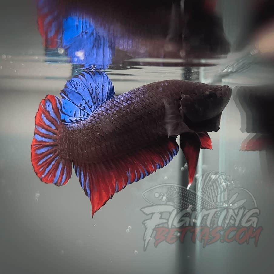 Spartan Series Ultimate Fighter SP1#6 Thai Bloodline Betta Plakat