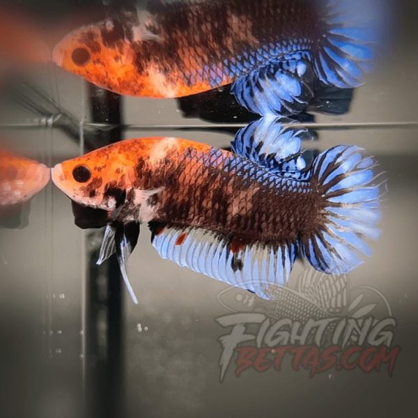 Sakai “GHOST” Fighter SG10#7 Thai Bloodline Betta Plakat