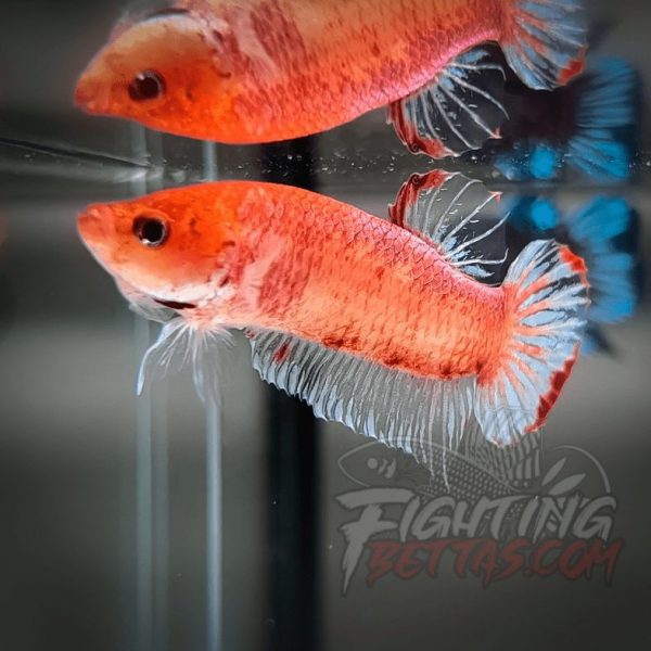 Sakai “GHOST” Fighter SG10#2 Thai Bloodline Betta Plakat