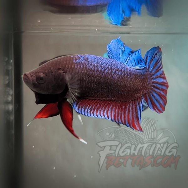 Spartan Series Ultimate Fighter SP1#3 Thai Bloodline Betta Plakat