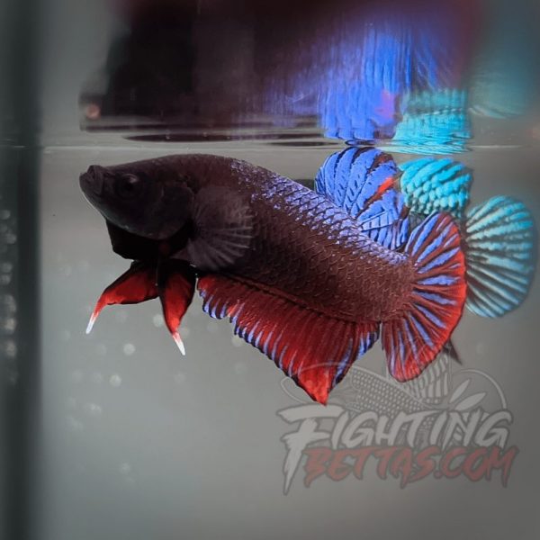 Sakai Top Fighter D122#1 Imported Thai Bloodline Betta Plakat