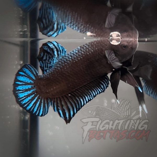 Phantom Series V4#10 Imported Thai Bloodline Betta Plakat