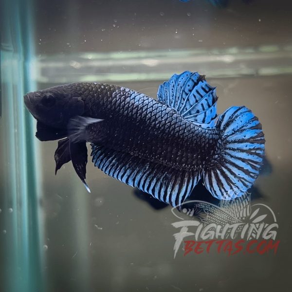 Phantom Series PH#4 Imported Thai Bloodline Betta Plakat