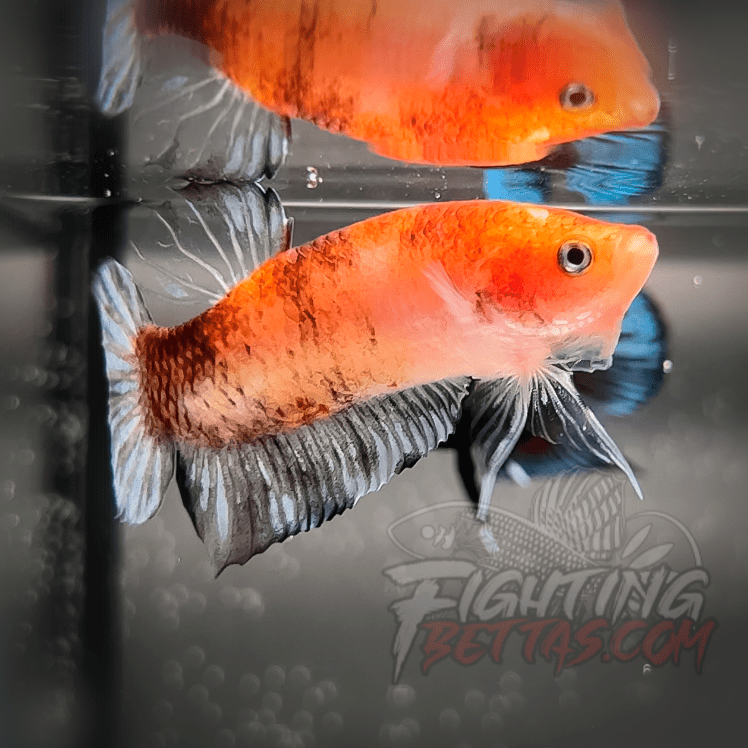 Sakai “GHOST” Fighter SG10#1 Thai Bloodline Betta Plakat