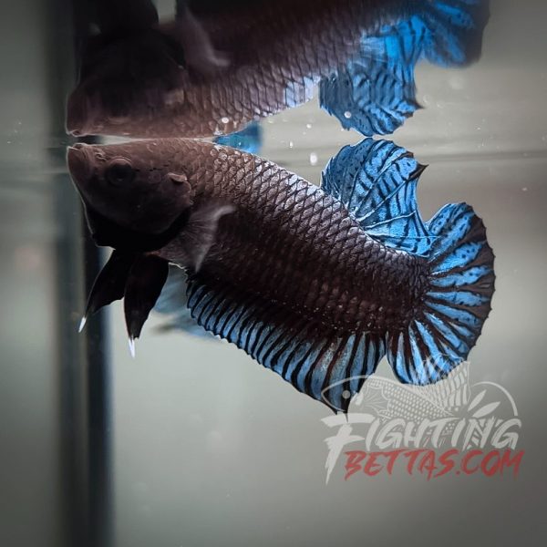 Phantom Series PH#8 Imported Thai Bloodline Betta Plakat