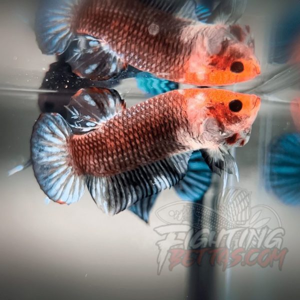 Sakai “GHOST” Fighter SG10#10 Thai Bloodline Betta Plakat