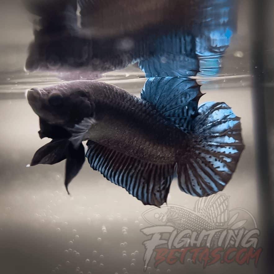Ho Tinh VM#3 Vietnam Bloodline Imported Betta Plakat