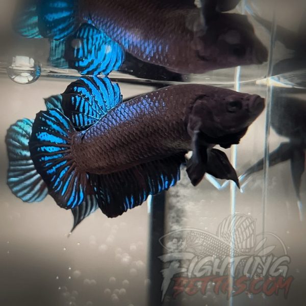 Ho Tinh VM#4 Vietnam Bloodline Imported Betta Plakat