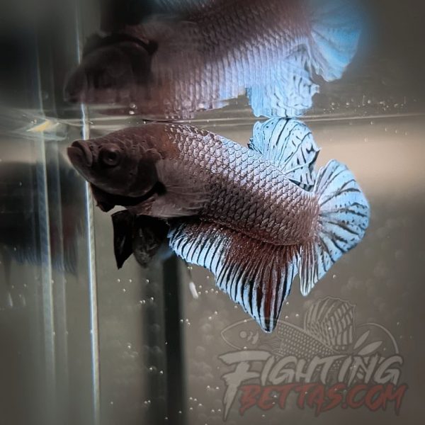 Vietnam – Cambodia VC#5 Bloodline First Generation Imported Betta Plakat