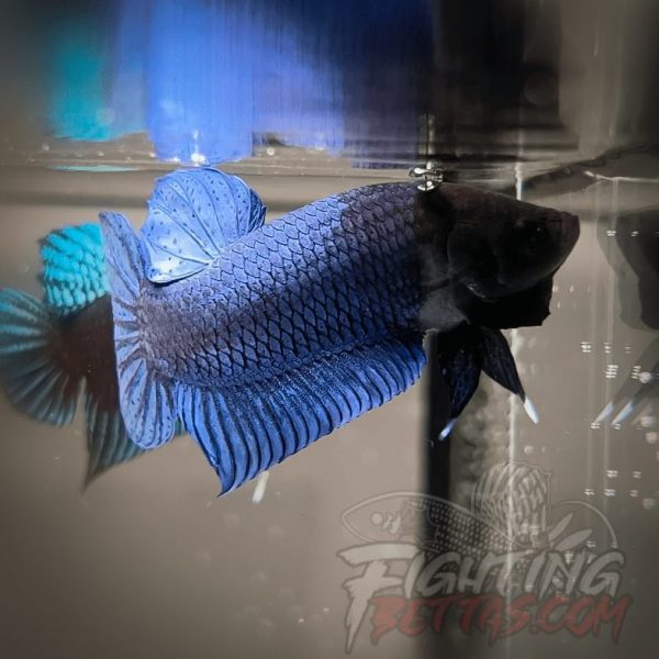 Hades Series Fighter HS6#18 Imported Thai Bloodline Betta Plakat