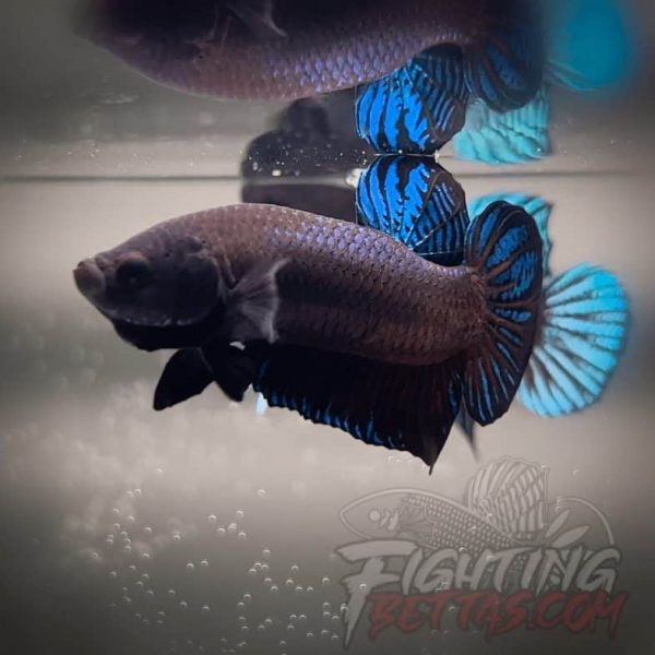 Ho Tinh VM#6 Vietnam Bloodline Imported Betta Plakat