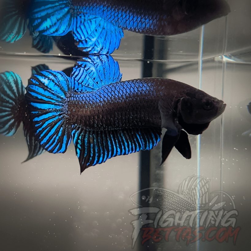 Ho Tinh VM#1 Vietnam Bloodline Imported Betta Plakat