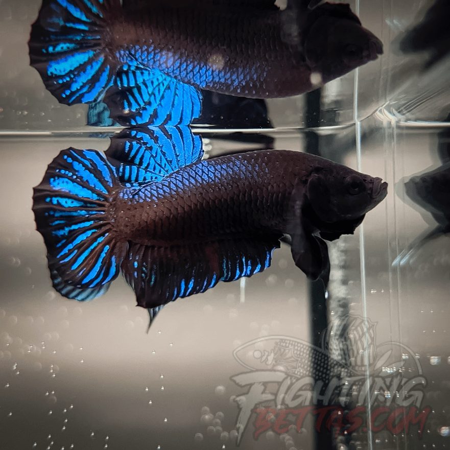 Ho Tinh VM#4 Vietnam Bloodline Imported Betta Plakat