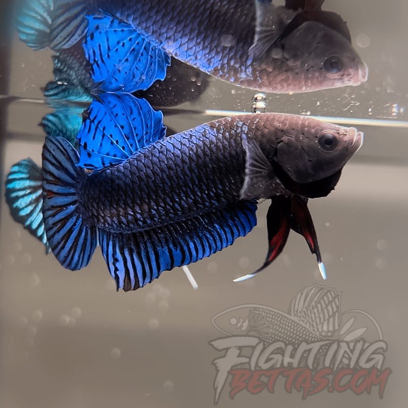 Hades Series Fighter HS6#24 Imported Thai Bloodline Betta Plakat