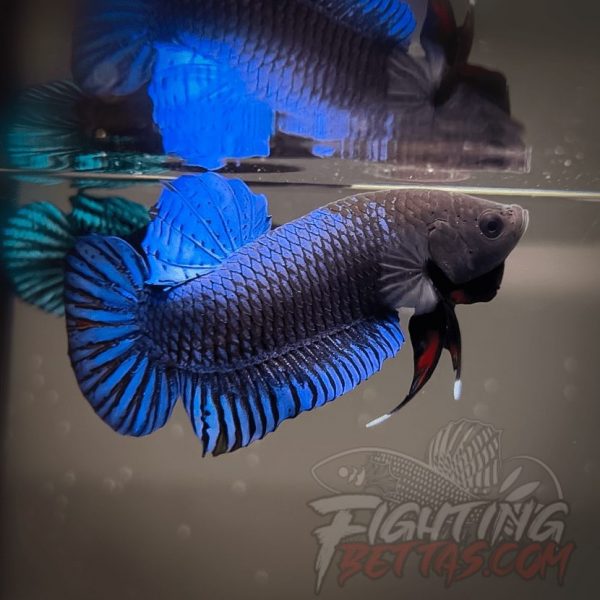 Hades Series Fighter HS6#24 Imported Thai Bloodline Betta Plakat