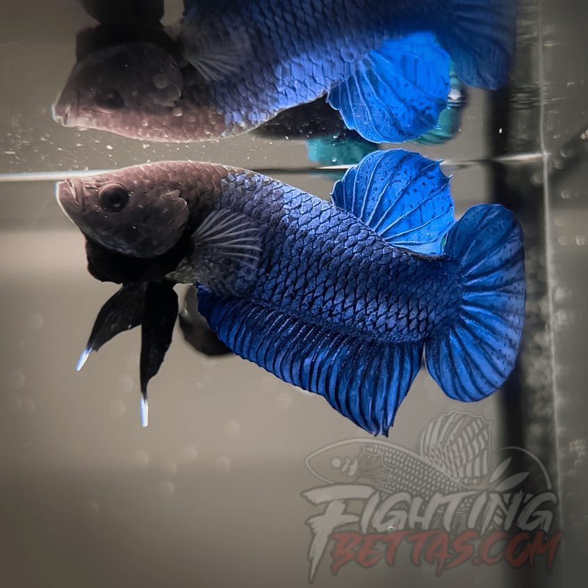 Hades Series Fighter HS6#22 Imported Thai Bloodline Betta Plakat