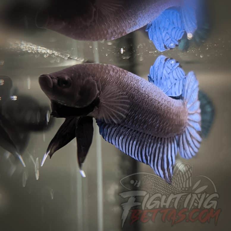 Hades Series Fighter HS6#25 Imported Thai Bloodline Betta Plakat