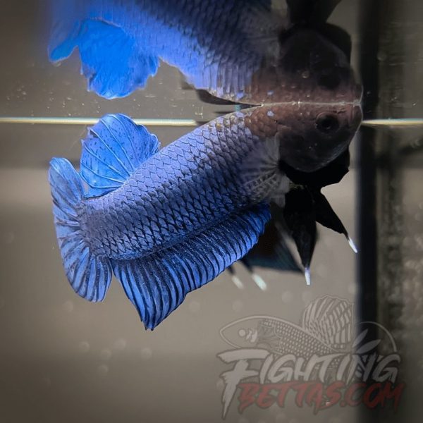 Hades Series Fighter HS6#22 Imported Thai Bloodline Betta Plakat